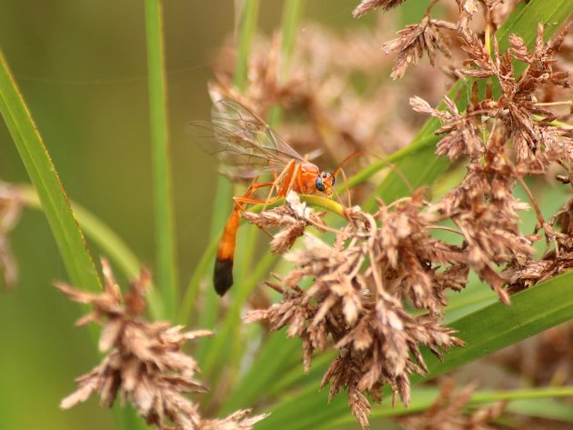 Enicospilus