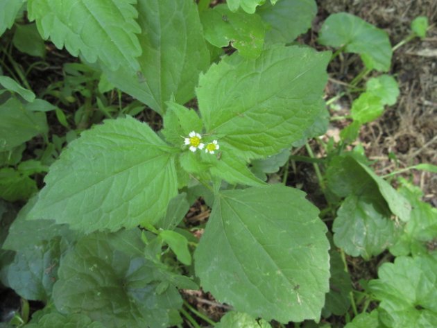 GALINSOGA CILIÉ 20160626