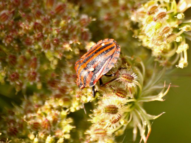 Graphosoma italicum