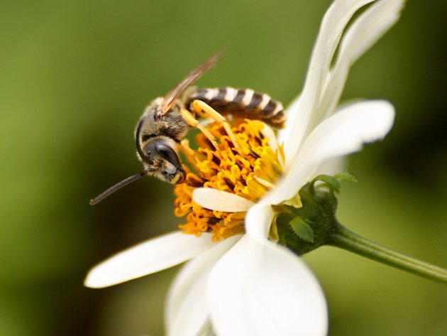 Halictus scabiosae