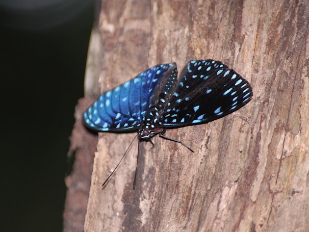 Hamadryas laodamia macho