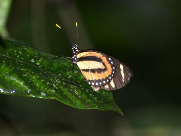 Lycorea halia discreta