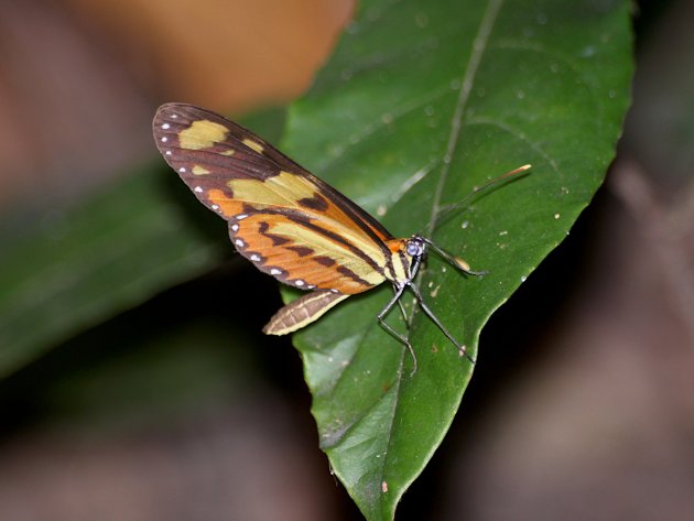 Mechanitis lysimnia nesaea