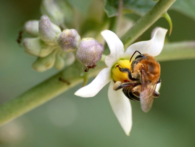 Melipona scutellaris