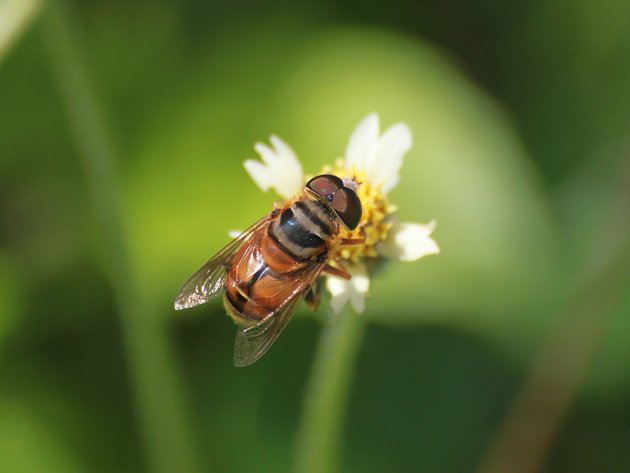 Mosca abelha