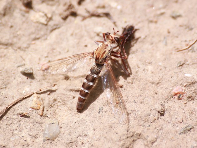 Mosca predadora