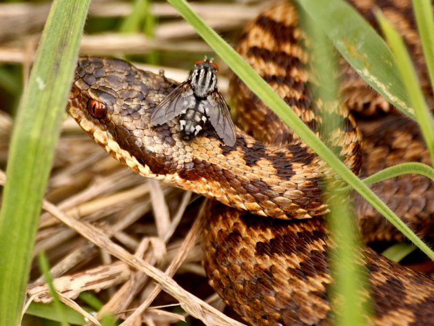 Mouche à damier