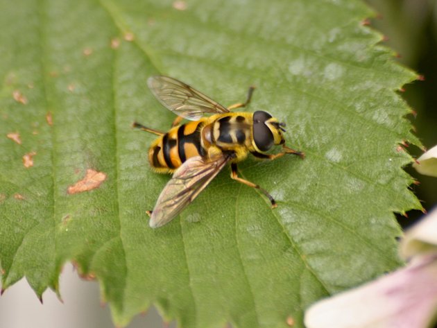 Myathropa florea