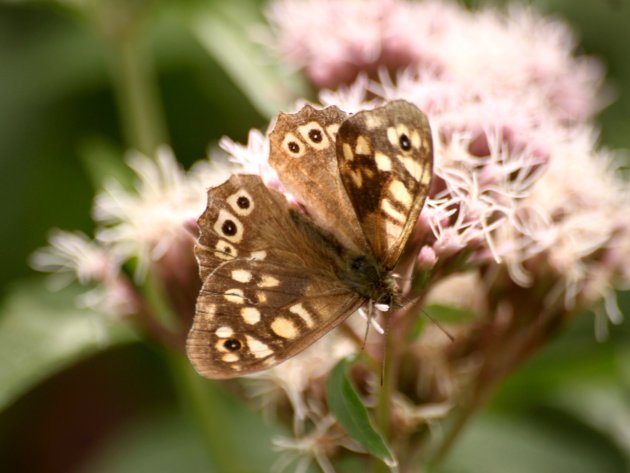 Papillon Tircis