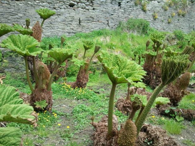 Gunneras - Les Taxinomes