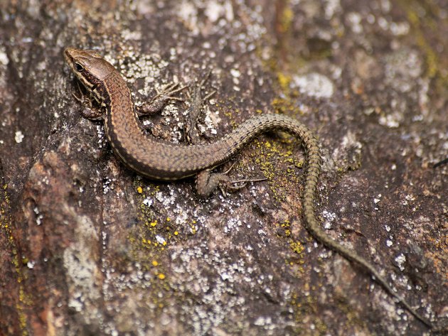 Podarcis muralis