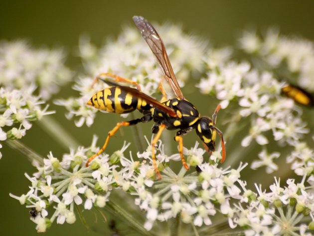 Polistes dominula