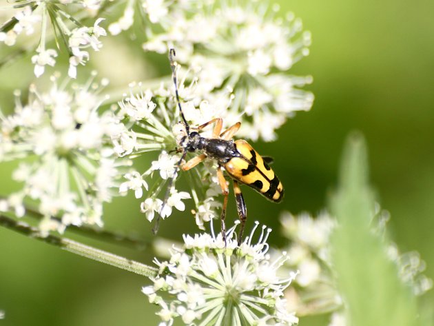 Rutpela maculata