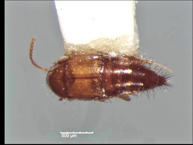 Tachyporus nitidulus 2012bm5 10