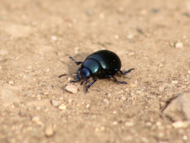 Timarcha tenebricosa