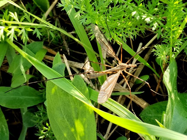 Tipula maxima