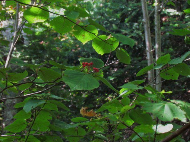Viorne à feuilles d aulne 20150906 B