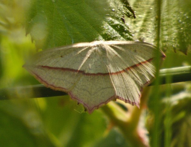 Phalène anguleuse Timandra comae