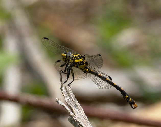 Gomphe à crochets Onychogomphus uncatus mâle