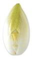 Endive