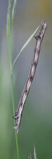Chenille arpenteuse