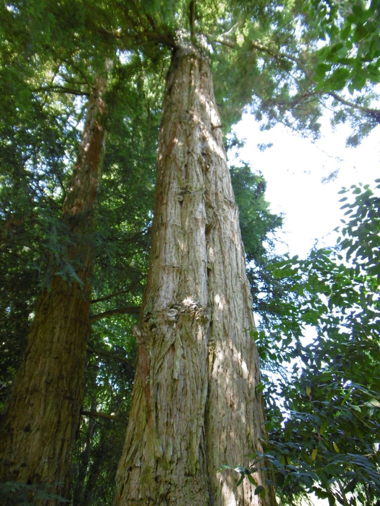 sequoia