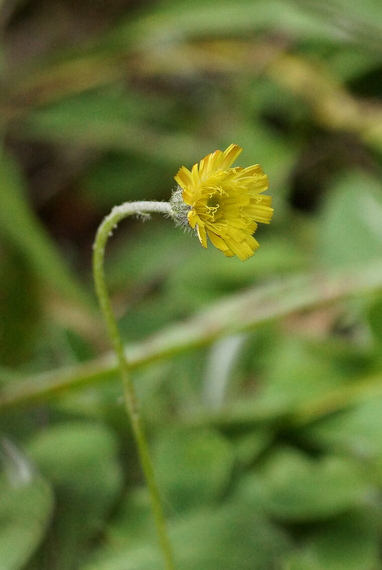 Fleur de Pilosèle épilobe produit son propre désherbant pour gagner de la place