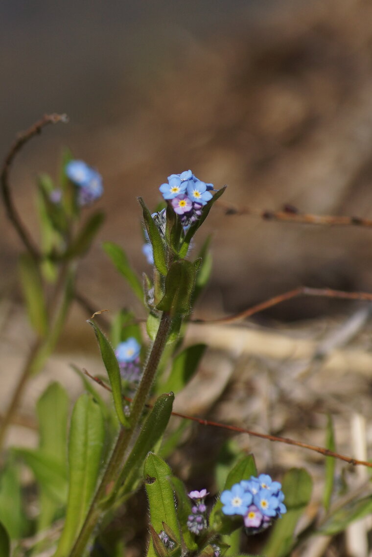 Myosotis sp