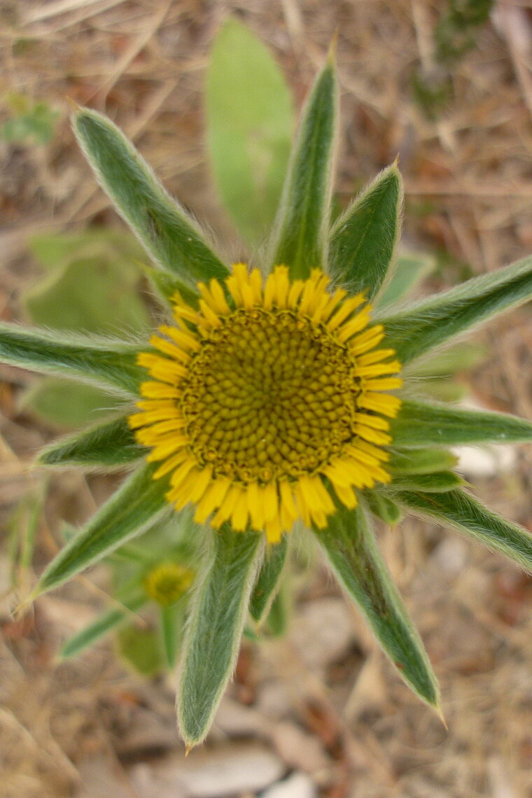 asterolide