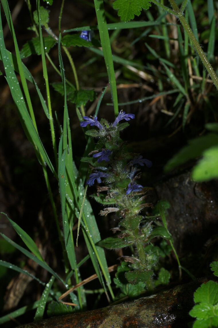 Bugle rampant
