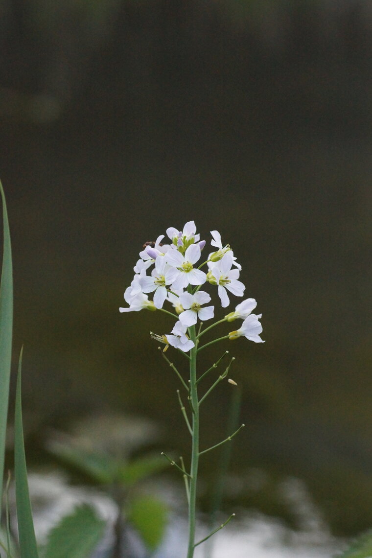 Cardamine des près
