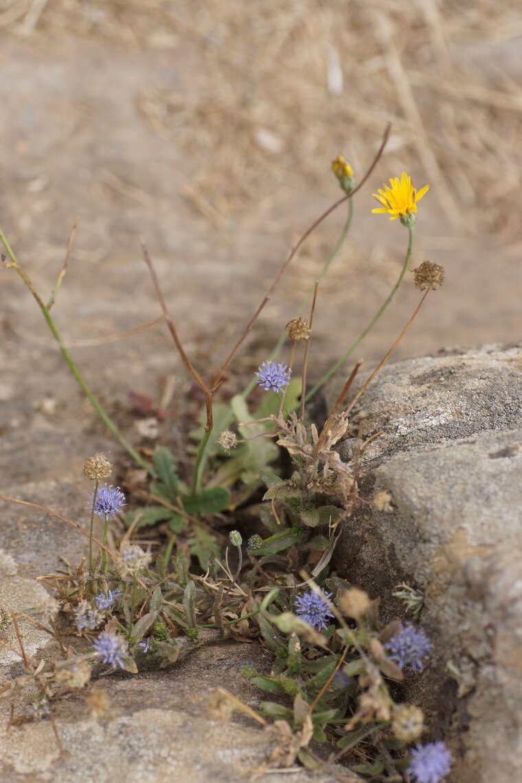 Jasione des montagnes sous réserveDSC09949