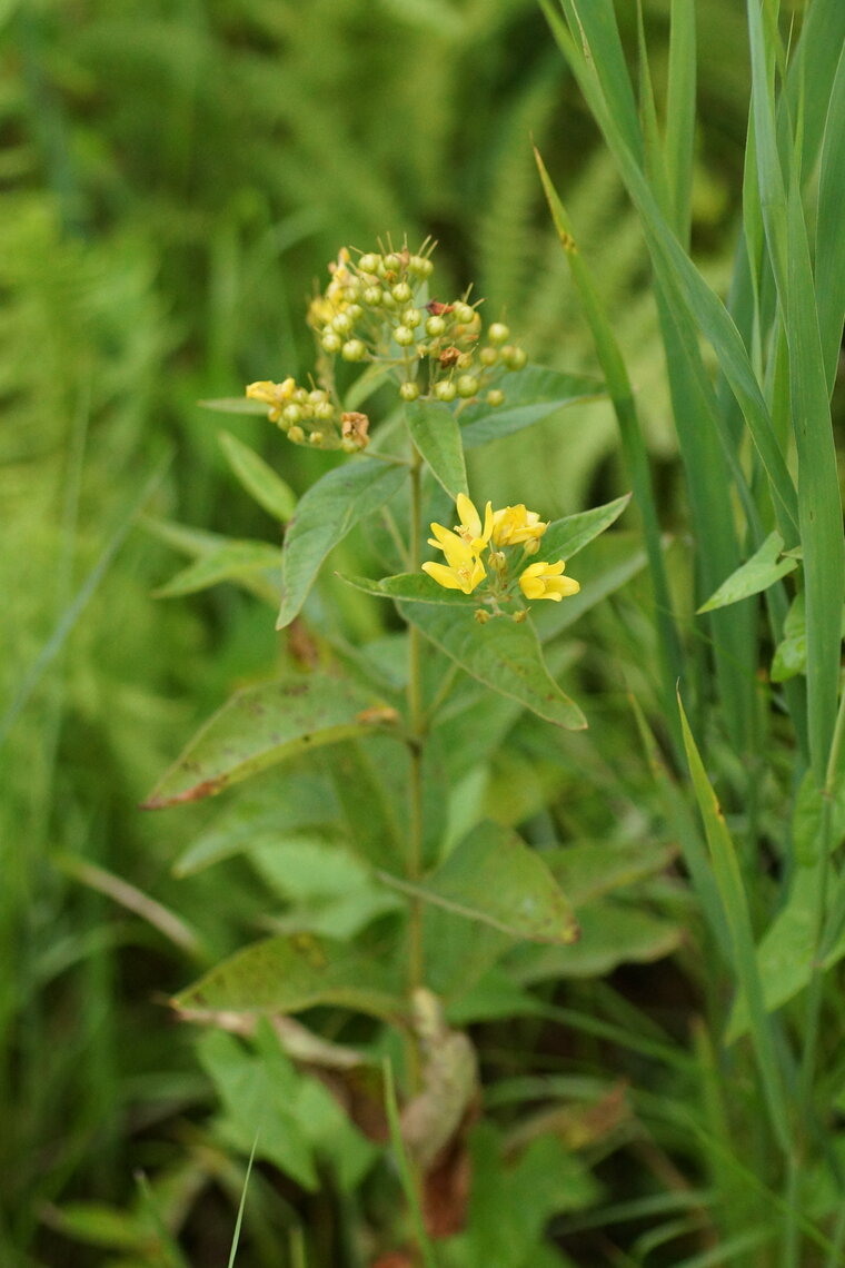 Lisimaque sp