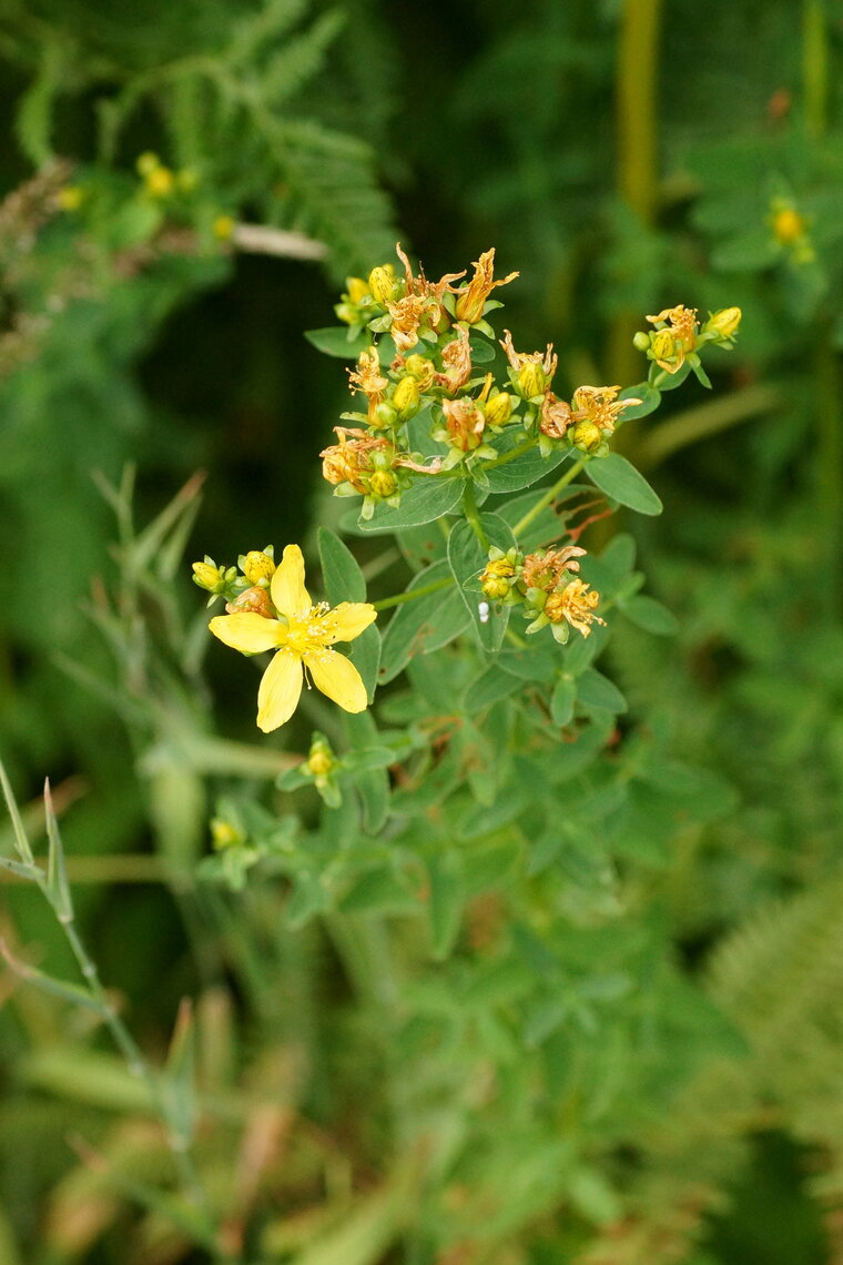 Millepertuis sp