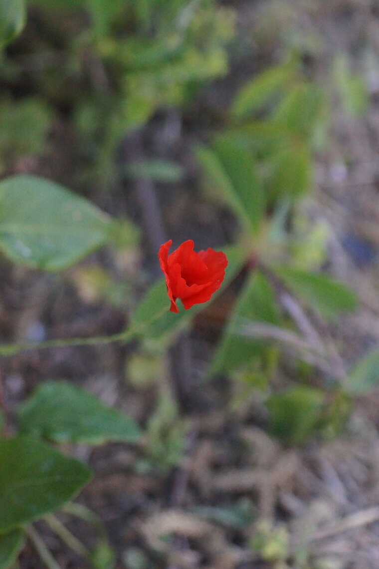 Papaver sp
