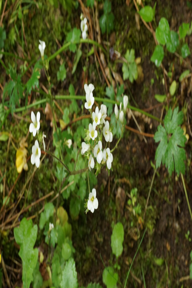 Saxifrage granulata sous réserve