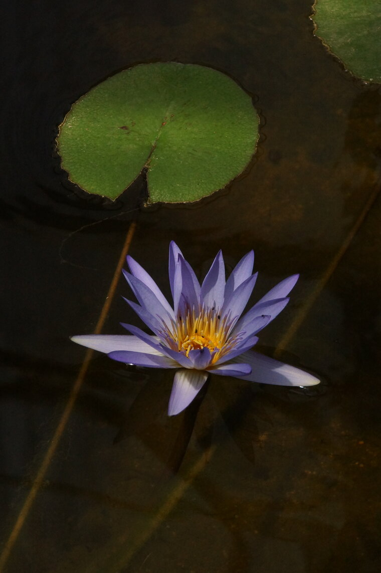 Nénuphar bleu