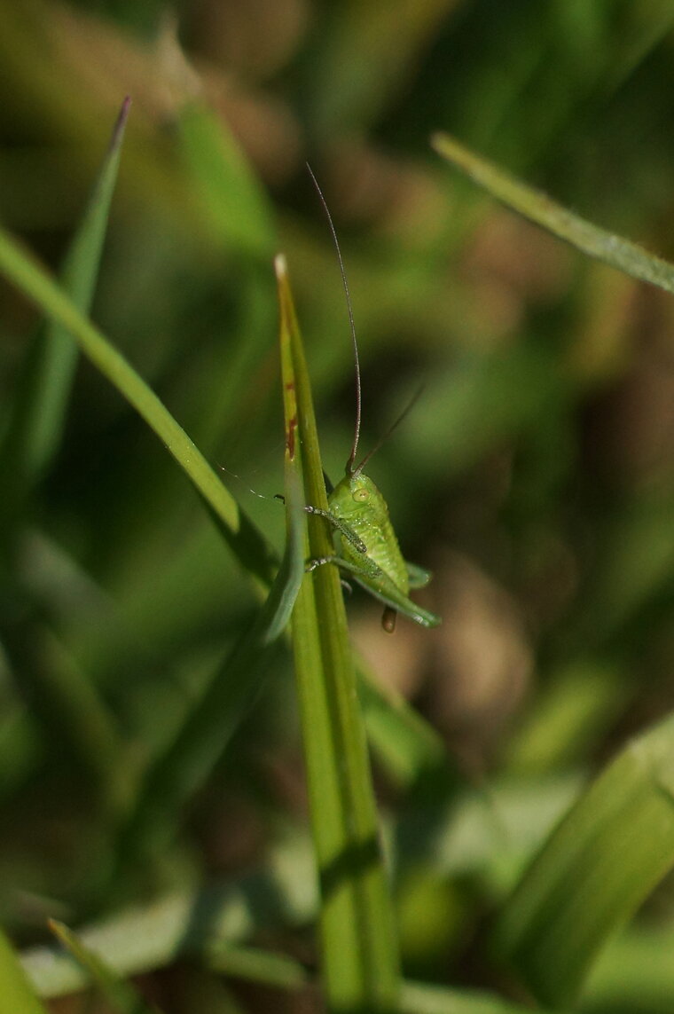Petite Sauterelle verte