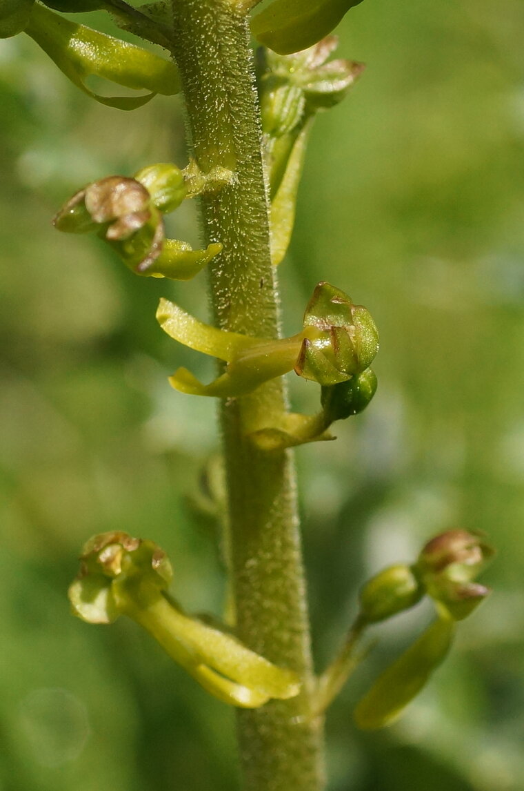 Fleur de Listère à feuilles ovales