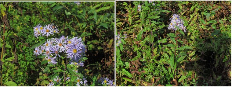 Aster de la Nouvelle Angleterre 20150906 final