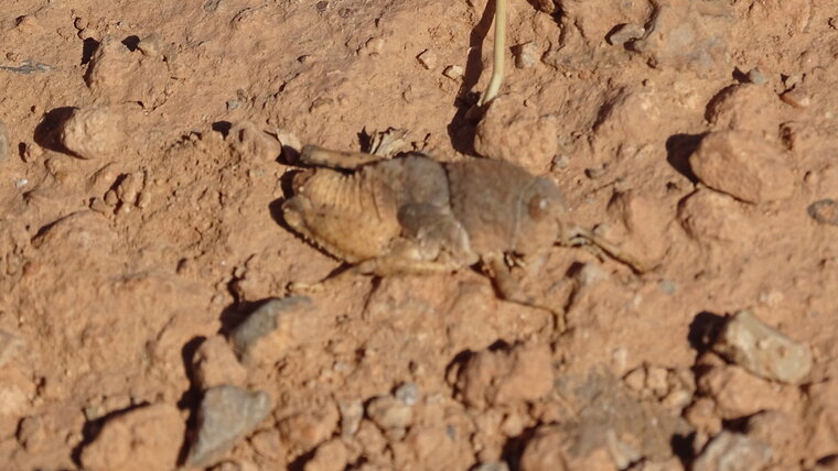 Pamphagidae