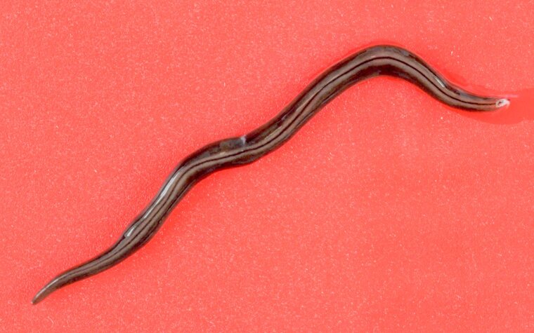 Geoplanidae Kontikia ventrolineata MNHN JL56 red background