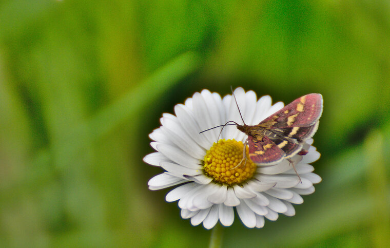 Pyrale pourpre Pyrausta purpurali