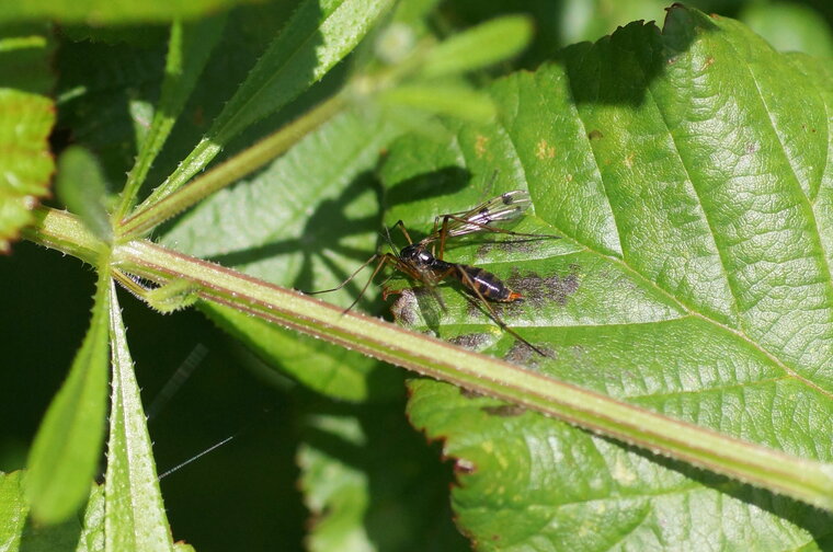 Ptychoptera contaminata