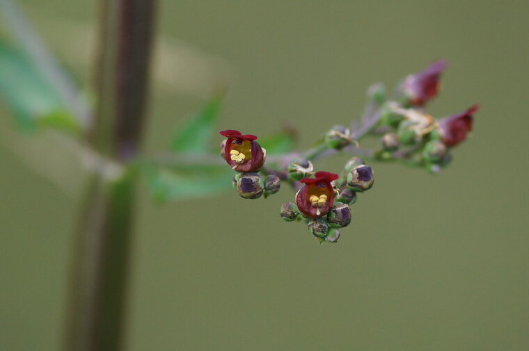 Fleur de Scrophulaire noueuse sous réserve