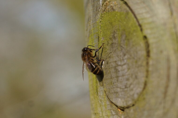 Abeille solitaire