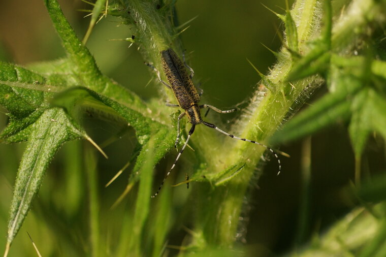 Agapanthia villosoviridescens
