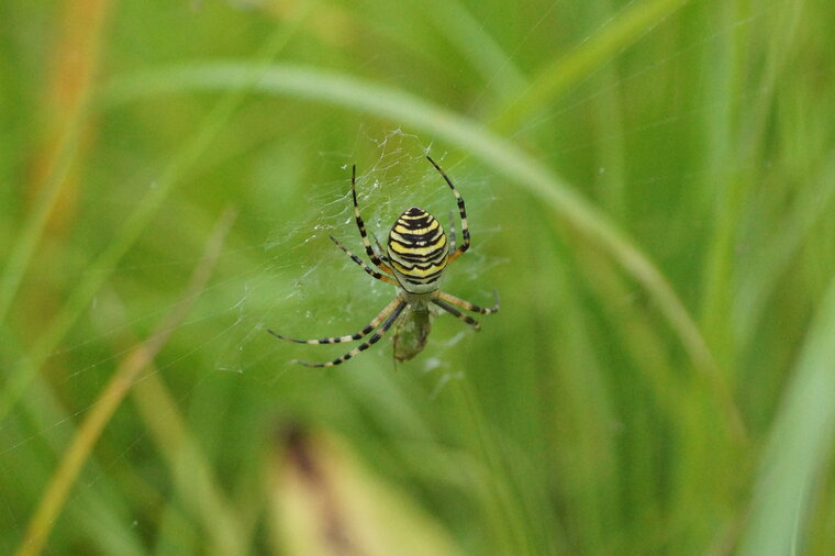 Argiope frelon