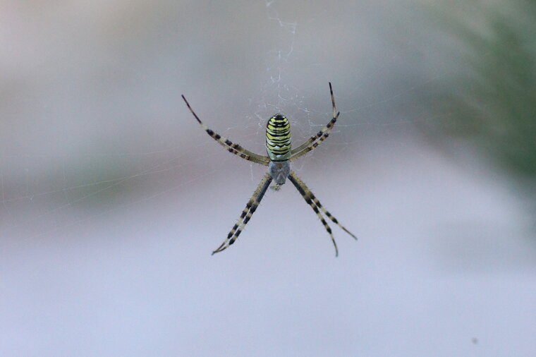 Argiope sp