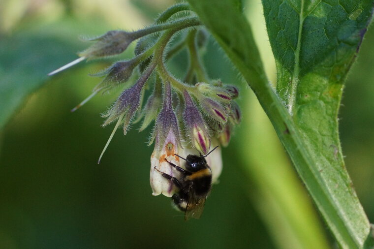 Bombus sp